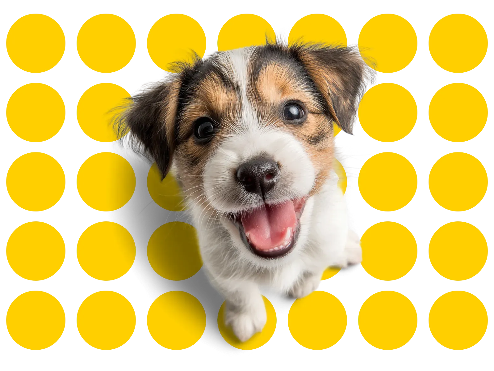 A happy puppy — Cricksy Dog makes dog products