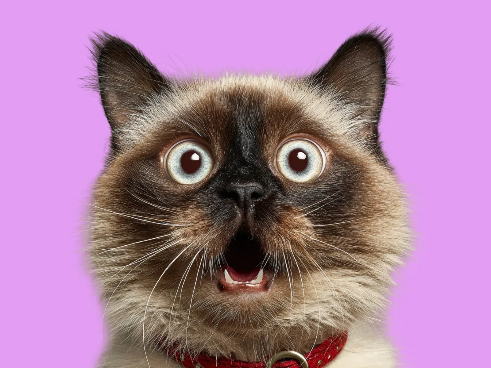 A surprised cat — Pawz.rs sells pet products